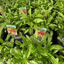 Wallflower Harlequin Mixed 13cm pot