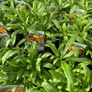 Wallflower Orange 13cm pot