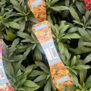 Wallflower Orange 6pk