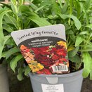 Wallflower Persian Carpet 2 litre pot