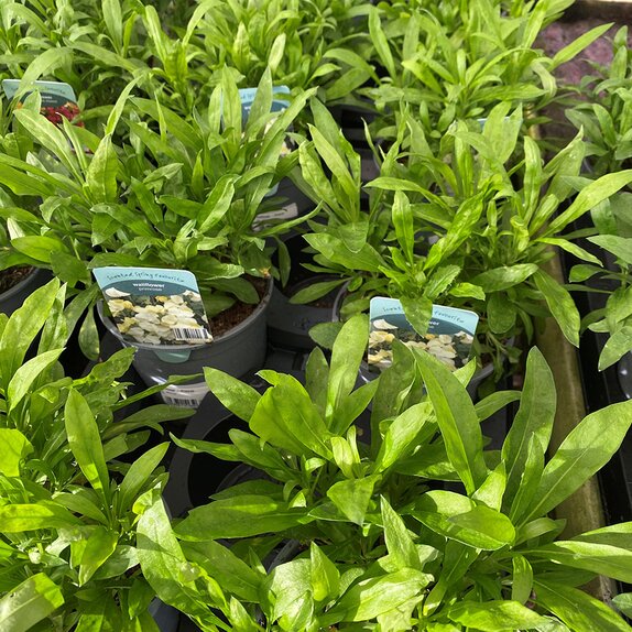 Wallflower Primrose 13cm pot