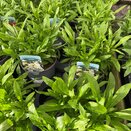 Wallflower Primrose 13cm pot