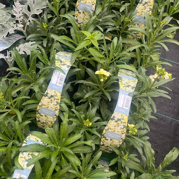 Wallflower Primrose 6pk