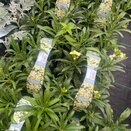 Wallflower Primrose 6pk