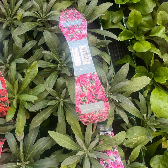 Wallflower Purple Bicolour 6pk