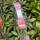 Wallflower Purple Bicolour 6pk