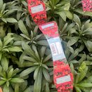 Wallflower Red 6pk