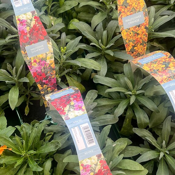 Wallflower Sugar Rush 6pk