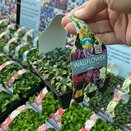 Wallflower Sugar Rush Mix 20 pack