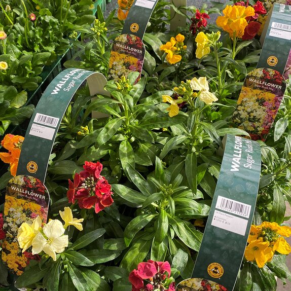 Wallflower Sugar Rush Mix Jumbo 6 pack