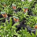 Wallflower Tom Thumb Mixed 13cm pot
