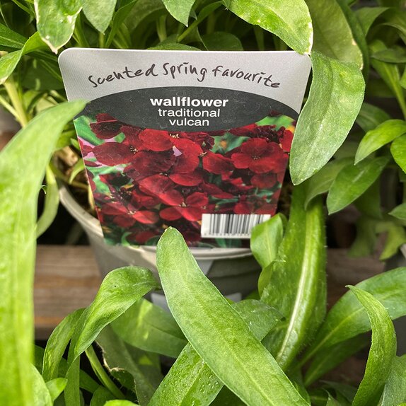 Wallflower Vulcan 2 litre pot