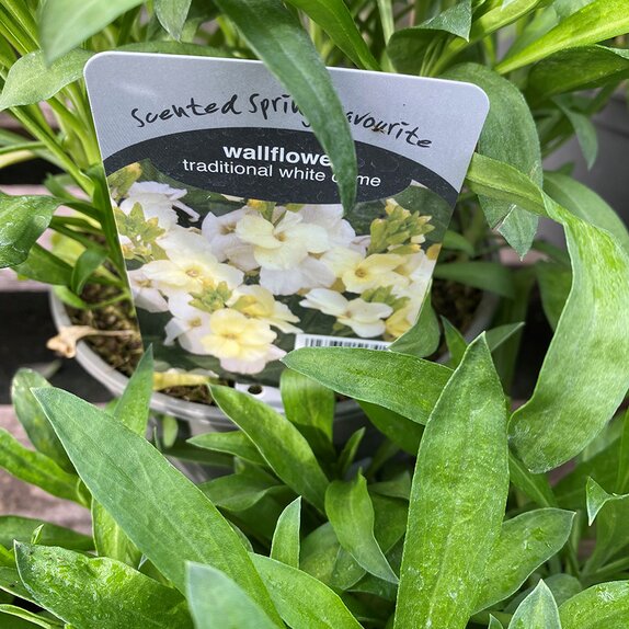 Wallflower White Dame 2 litre pot
