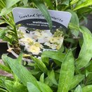 Wallflower White Dame 2 litre pot