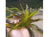Water Soldier Stratiotes Aloides