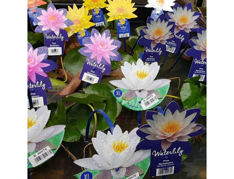 Waterlily's