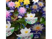 Waterlily's