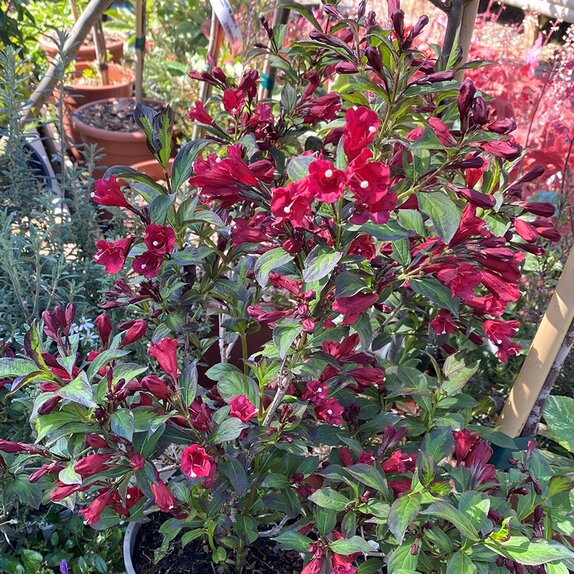 Weigela florida Camouflage