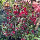 Weigela florida Camouflage