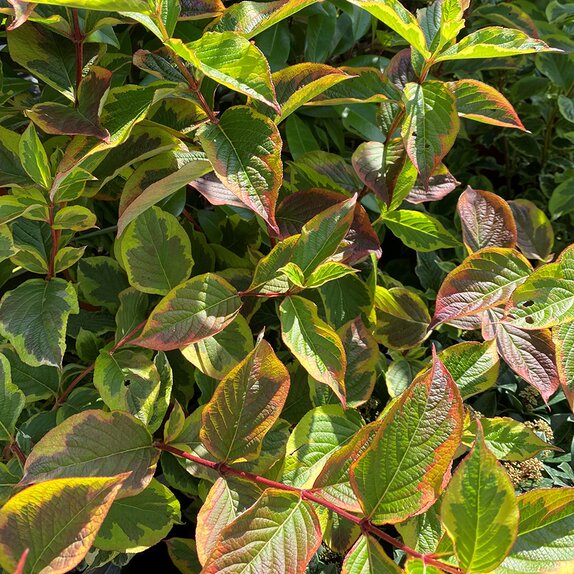 Weigela Kosteriana Variegata