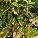 Weigela Kosteriana Variegata