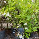 Weigela 'Snowflake'
