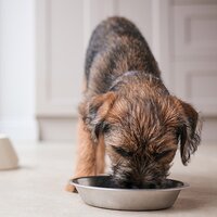 Wet Dog Food