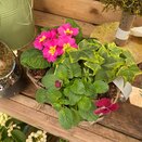 Winter Basket small - image 2