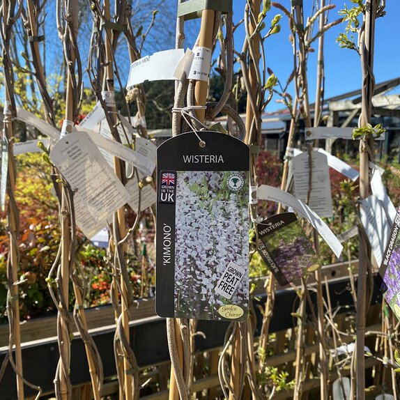 Wisteria flor. Kimono