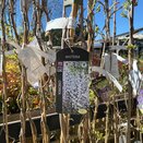 Wisteria flor. Kimono