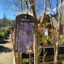 Wisteria flor. Royal Purple