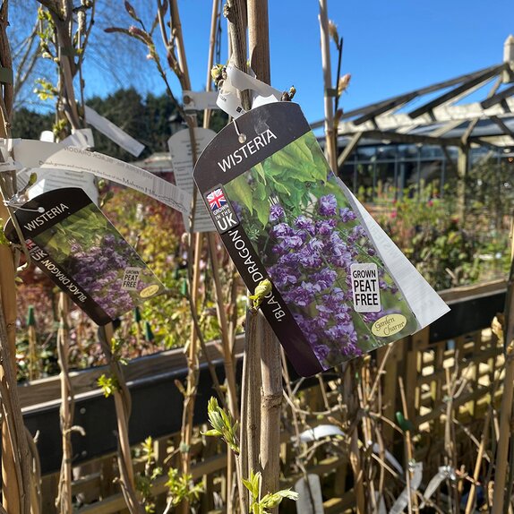 Wisteria floribunda Black Dragon