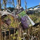 Wisteria floribunda Black Dragon