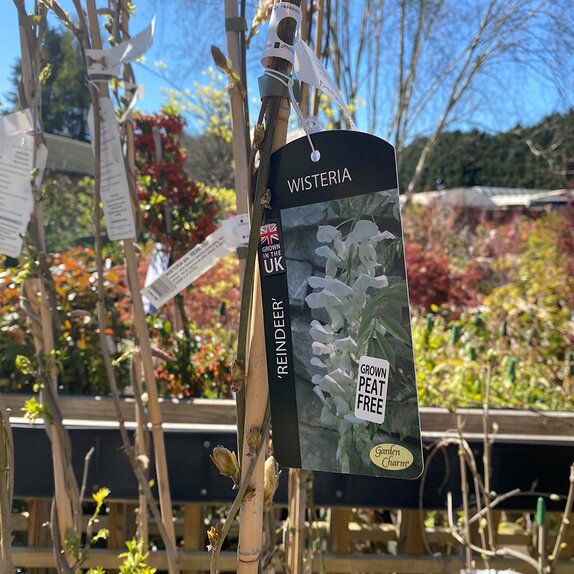 Wisteria sin. Reindeer