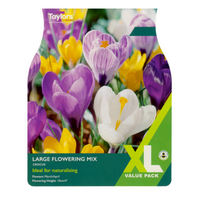 XL Value - Crocus