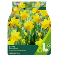 XL Value - Narcissi