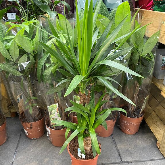 Yucca 12cm pot - image 2