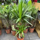 Yucca 12cm pot - image 2