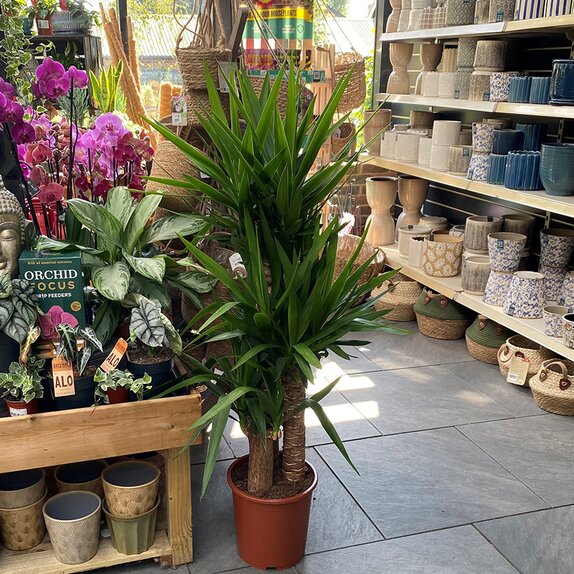 Yucca elephantipes XL - image 2