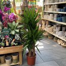 Yucca elephantipes XL - image 2