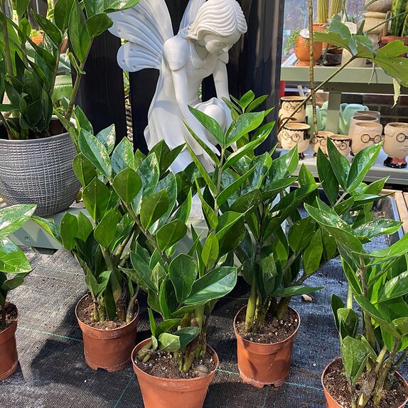 Zamioculcas zamiifolia