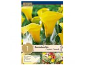 Zantedeschia Calla Captain Tusker
