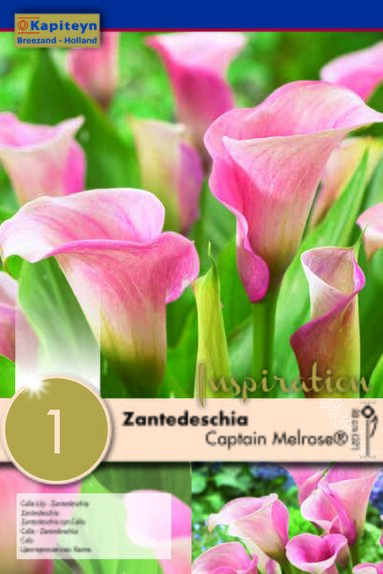 Zantedeschia Captain Melrose