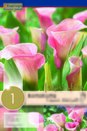 Zantedeschia Captain Melrose